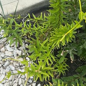 Photo of the plant species Tiger Lily by @SuitableKaramu named Girlfrond on Greg, the plant care app