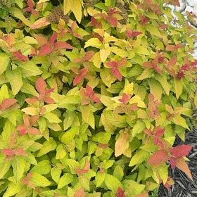 Photo of the plant species Japanese Meadowsweet by @SuitableKaramu named Lebron on Greg, the plant care app