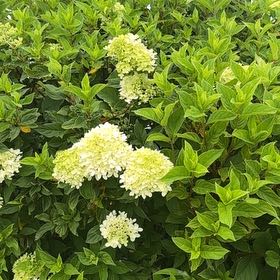 Photo of the plant species Hydrangea Paniculata by @SuitableKaramu named Kesha on Greg, the plant care app