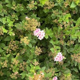Photo of the plant species Japanese Meadowsweet by @SuitableKaramu named Rainier on Greg, the plant care app