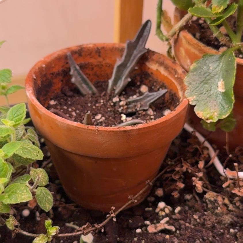 Photo of the plant species Kalanchoe blossfeldiana 'Lena' by @VastSweetbox named Ronaldo on Greg, the plant care app