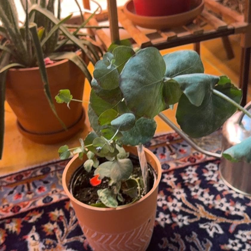 Photo of the plant species Eucalyptus by @VastSweetbox named Achilles on Greg, the plant care app