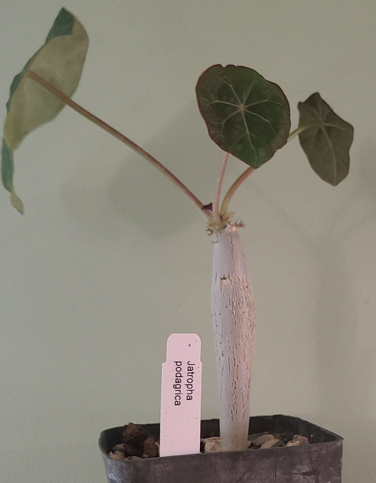 Buddha Belly Plant (Jatropha podagrica) with a swollen stem and discolored leaves in a pot.