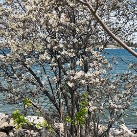 Photo of the plant species Cherry Plum by @KnightBeachrose named Xena on Greg, the plant care app