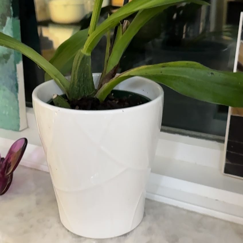 Photo of the plant species Oncidium alexandrae by @StirringGrass named Spike Leaves on Greg, the plant care app