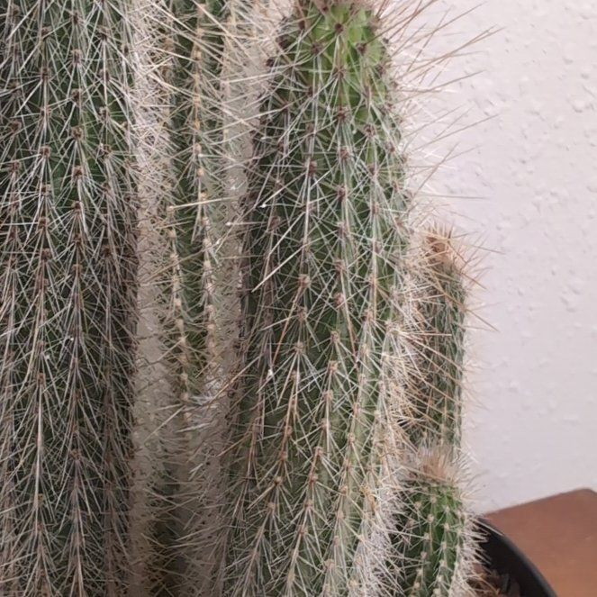 Photo of the plant species Cleistocactus tupizensis by @EnticingCoccoon named Dolores on Greg, the plant care app