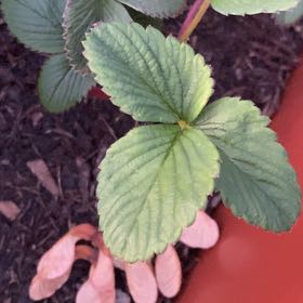 Photo of the plant species Pineberry by @billy-nightingale named Clyde on Greg, the plant care app