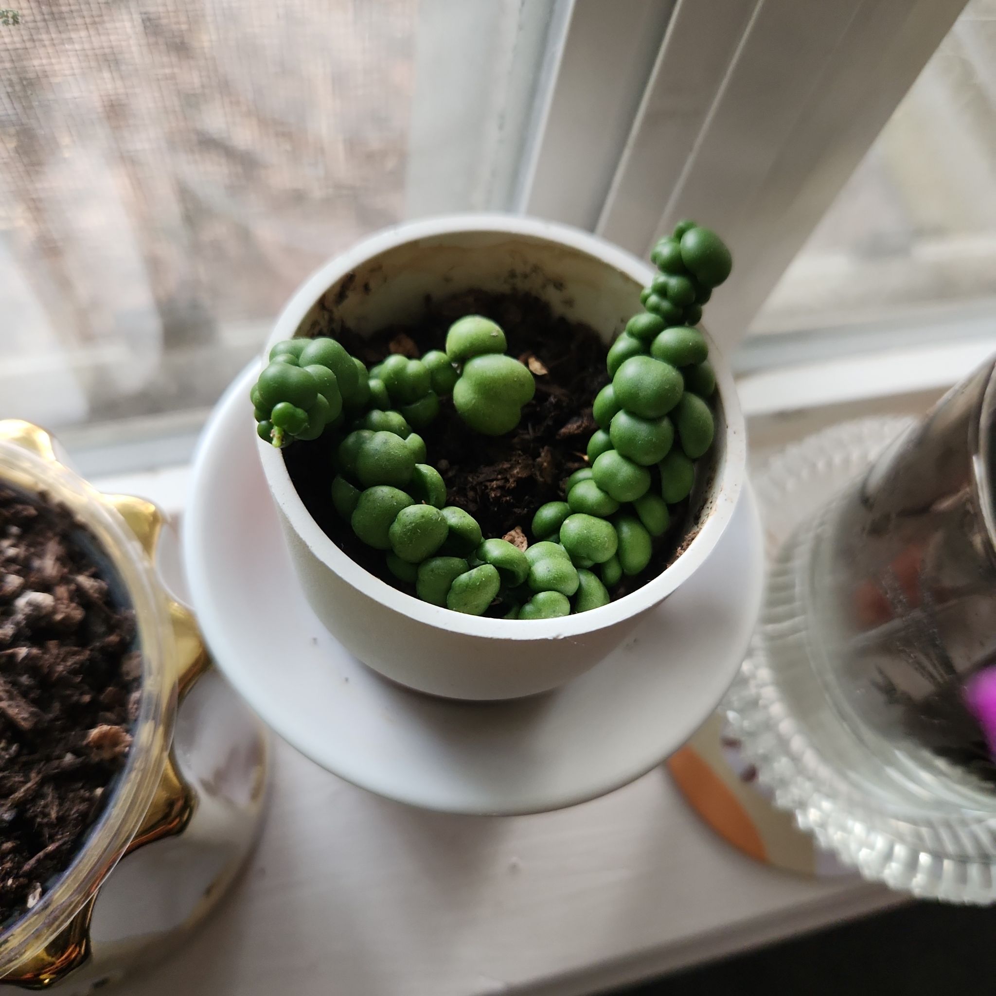Photo of the plant species Dragon Jade Dischidia by @OasisbyAR named Rosa on Greg, the plant care app