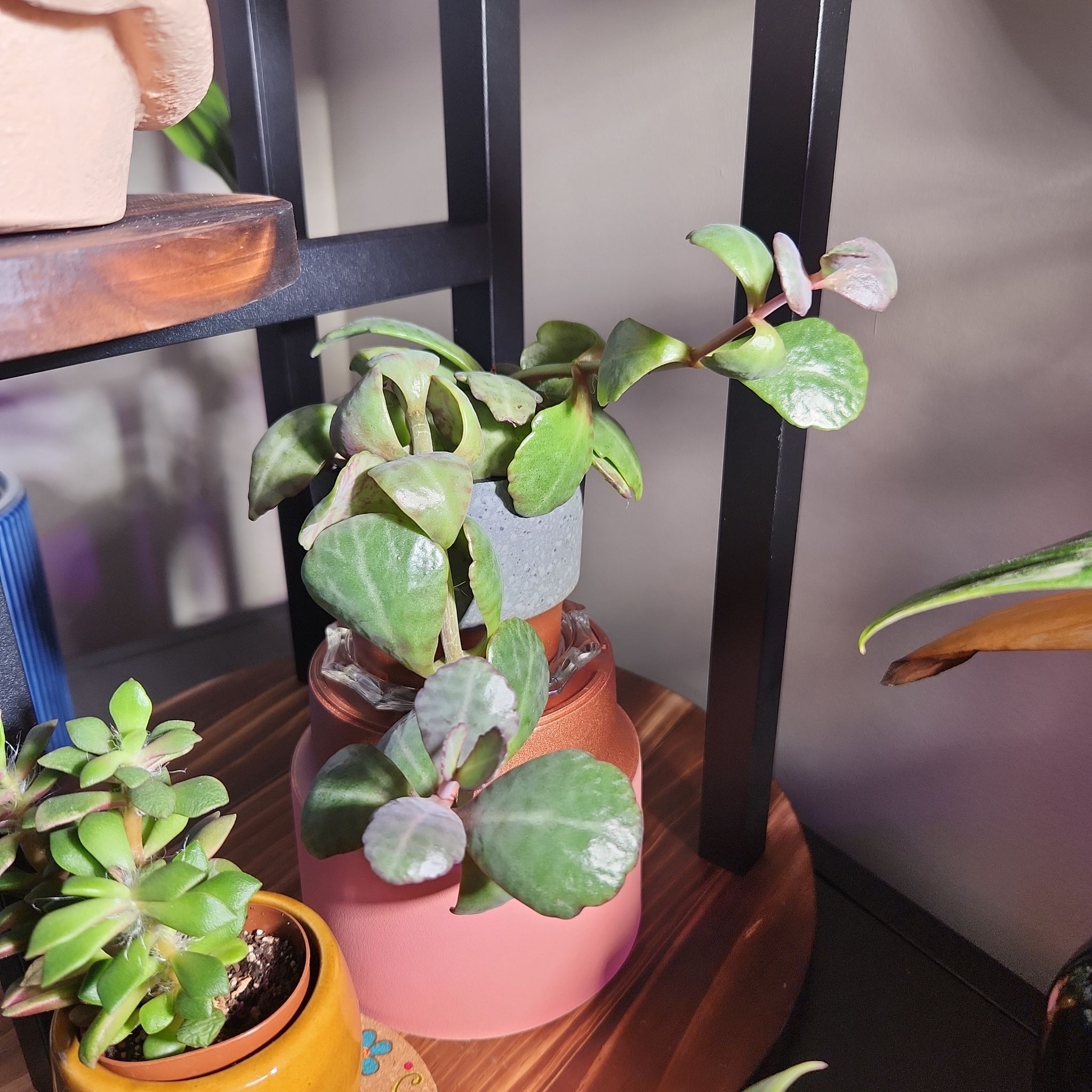 Photo of the plant species kalanchoe Partridge by @OasisbyAR named Daphne on Greg, the plant care app