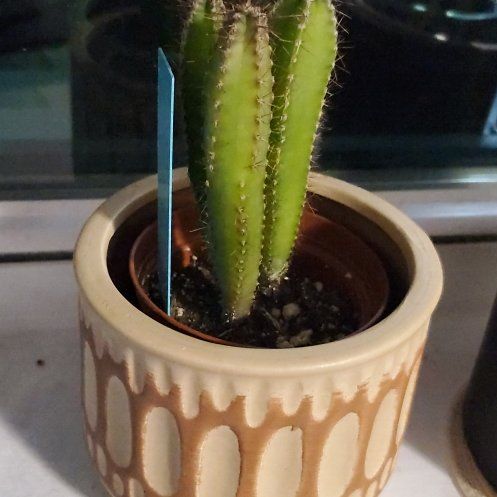 Photo of the plant species Anti-radiation Cactus by @OasisbyAR named Lola on Greg, the plant care app