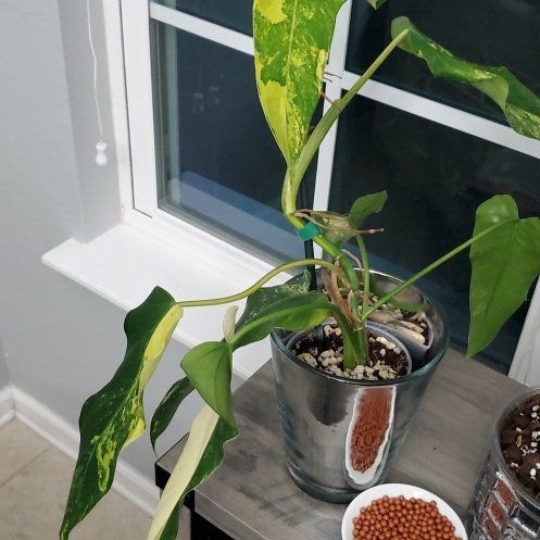 Photo of the plant species Spadeleaf Philodendron by @OasisbyAR named Spade Queen on Greg, the plant care app