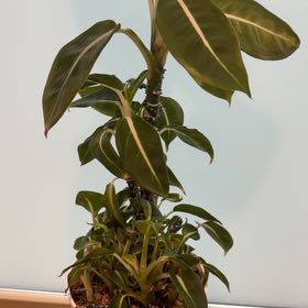Photo of the plant species Dumb Cane by @ExecGloriosa named Cane on Greg, the plant care app