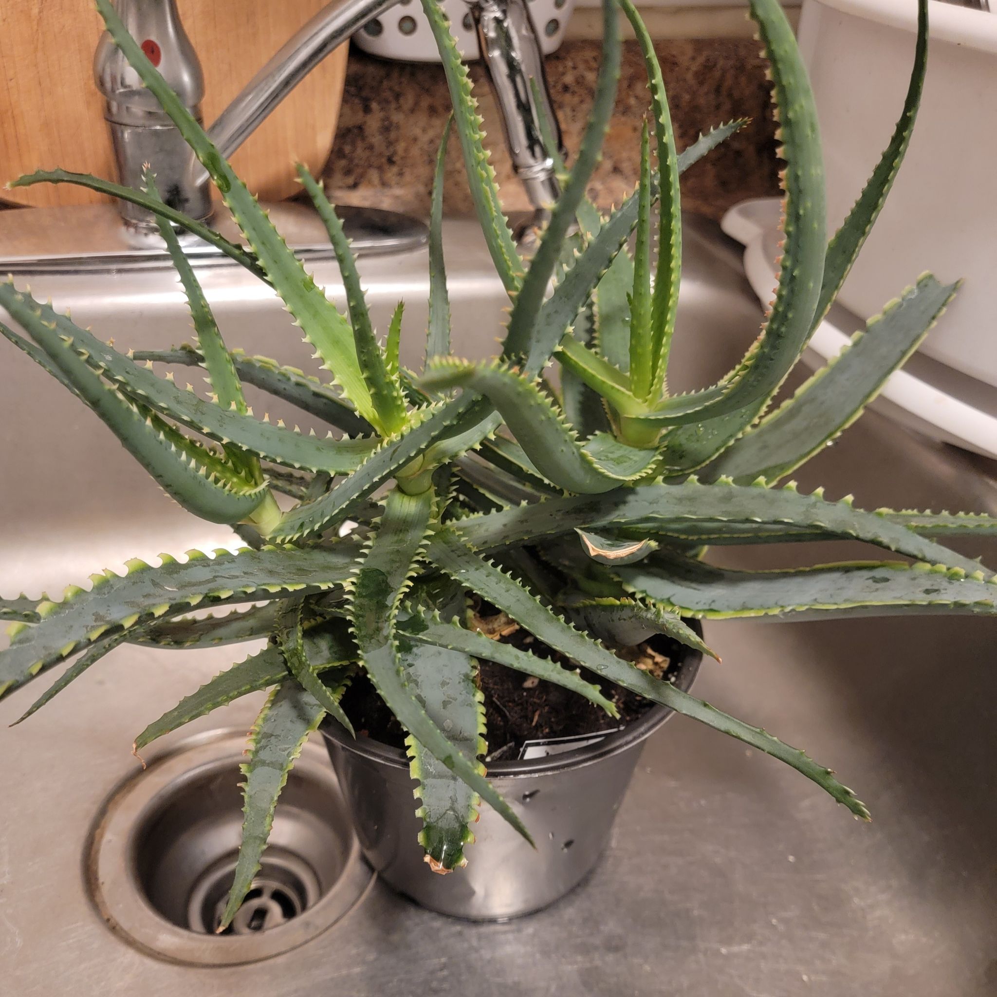 A healthy Aloe 'Swordfish' plant in a pot placed in a kitchen sink.