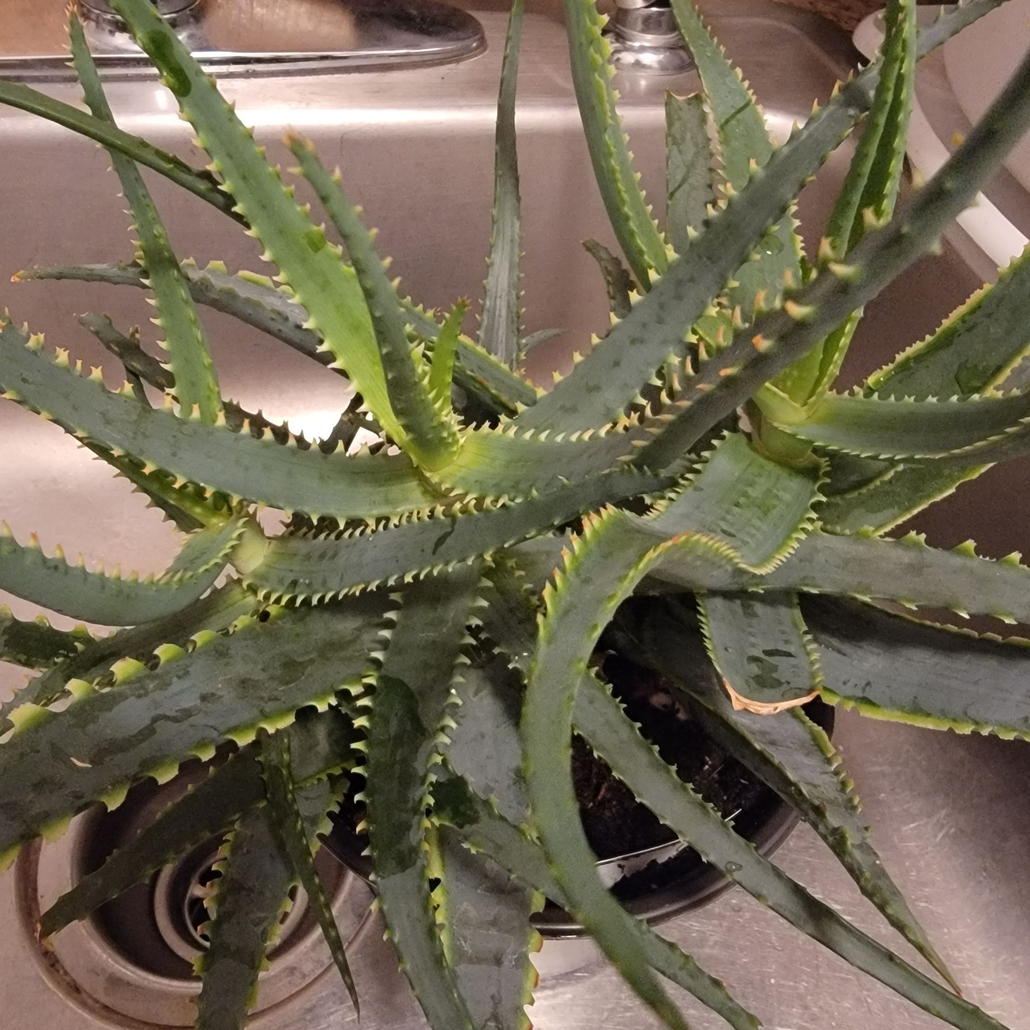 Aloe 'Swordfish' plant with serrated leaves, some yellowing at tips, in a sink.
