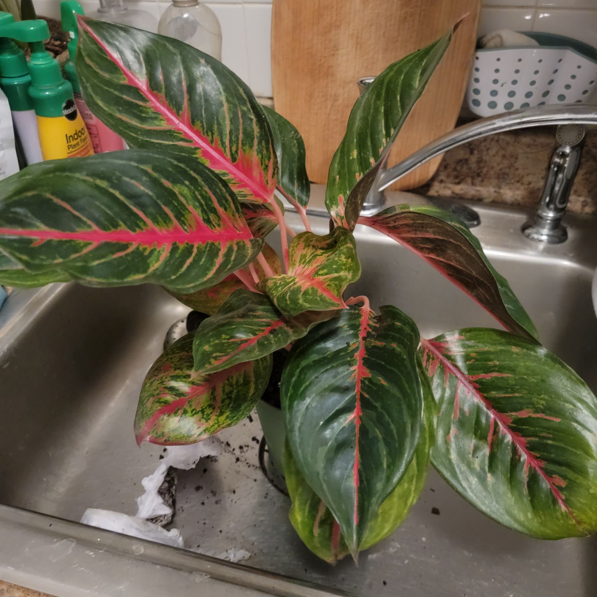 Photo of the plant species Aglaonema 'Red Zircon' by @arleta22 named Sahara on Greg, the plant care app