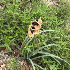 Photo of the plant species Prairie Lily by @LegitNeslia named Fernie Mercury on Greg, the plant care app