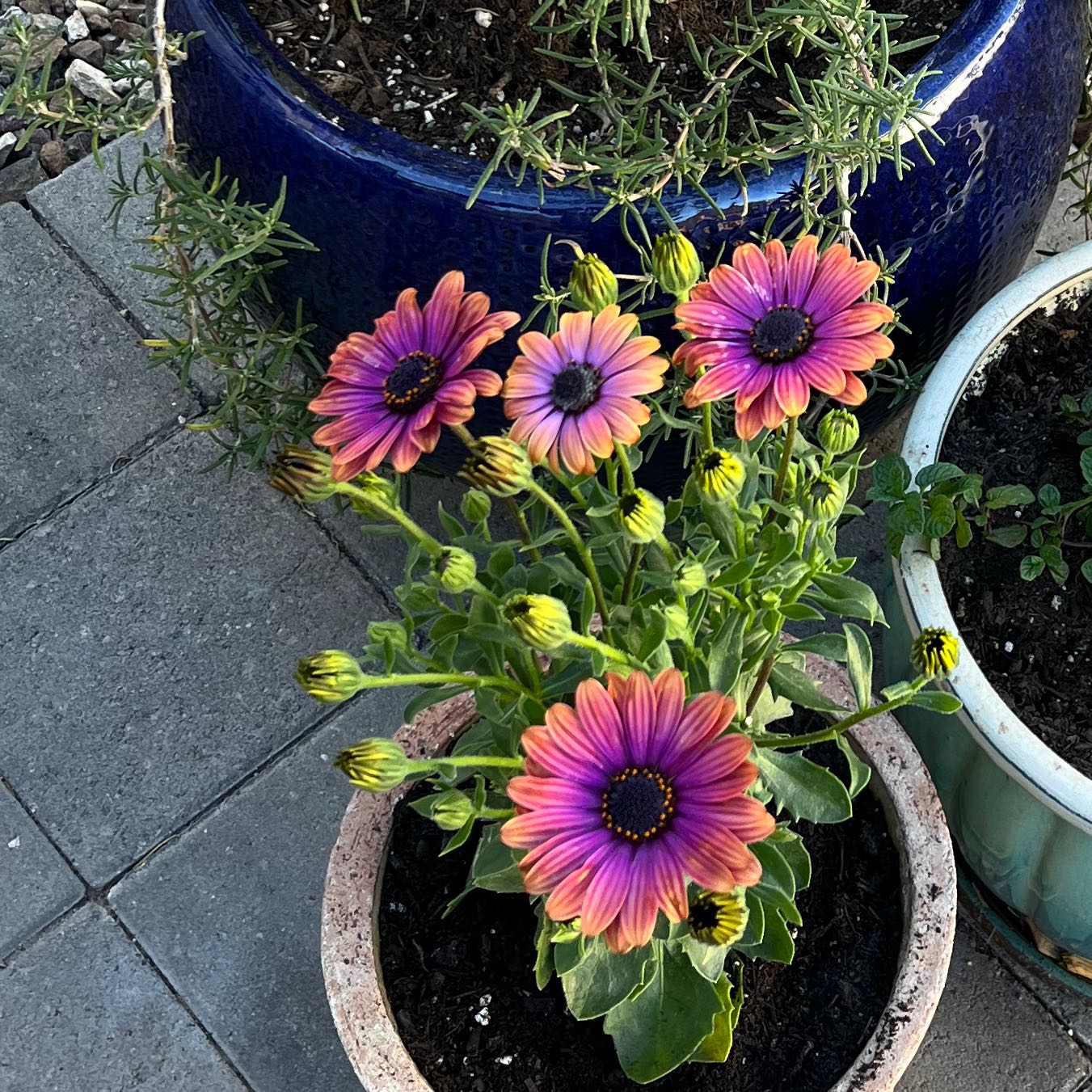 Photo of the plant species African Daisy by @PoliteBearcorn named Leonardo on Greg, the plant care app