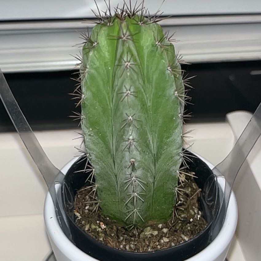 Polaskia chichipe cactus in a small pot, healthy and well-framed.