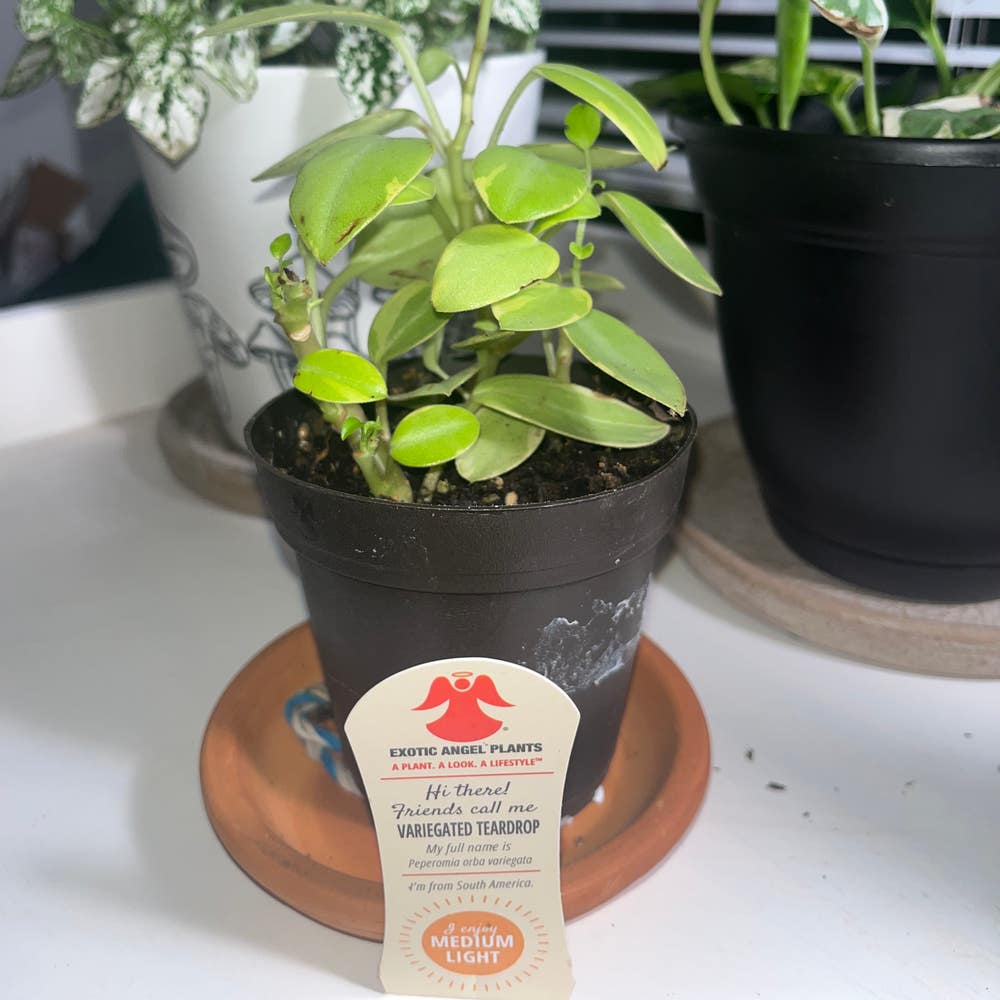 How to Care for Cupid Peperomia: Mastering Water, Sunlight & More