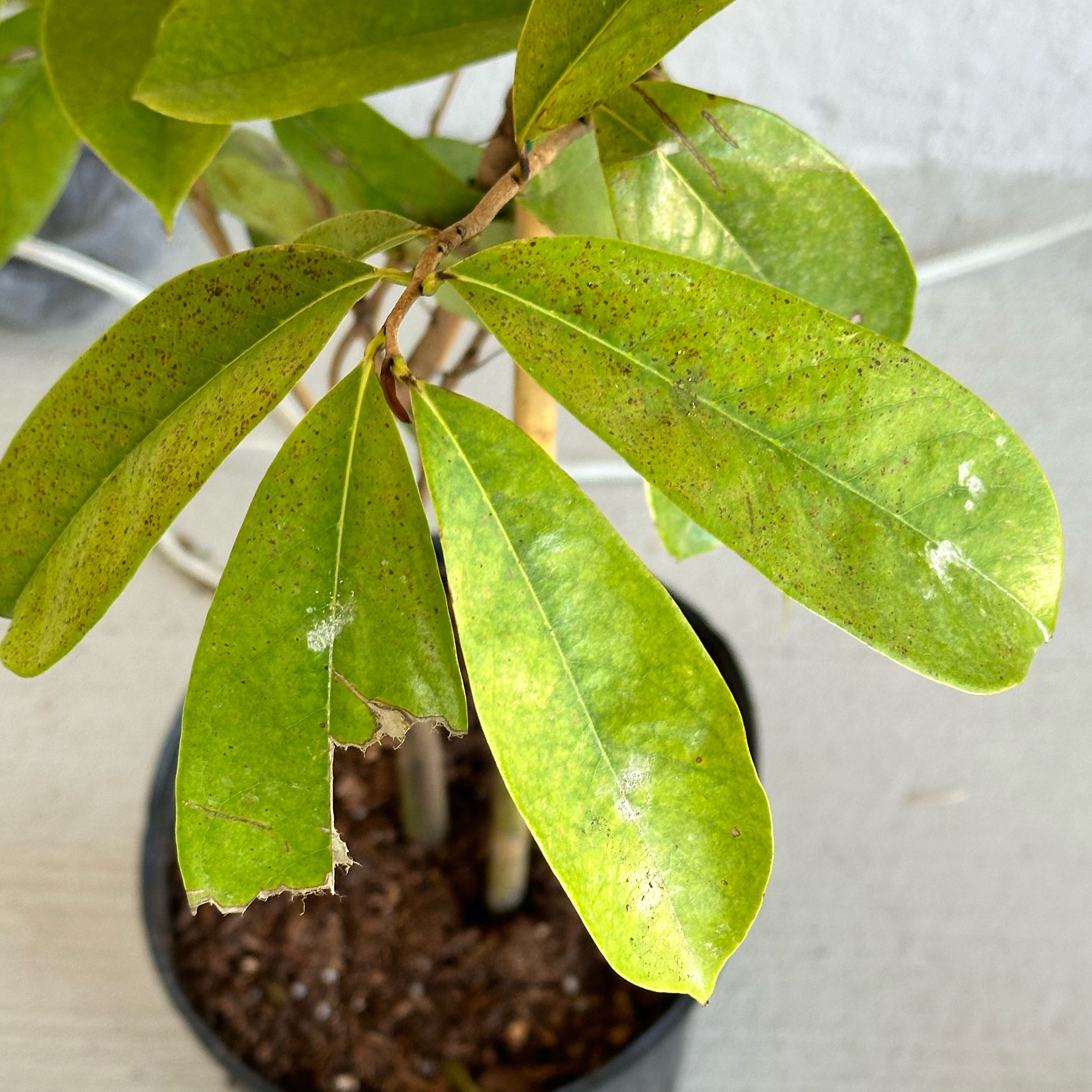 Potted Soursop plant with yellowing and black-spotted leaves.