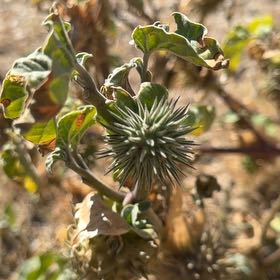 Photo of the plant species Sacred Datura by @RadExobasidium named Rainier on Greg, the plant care app
