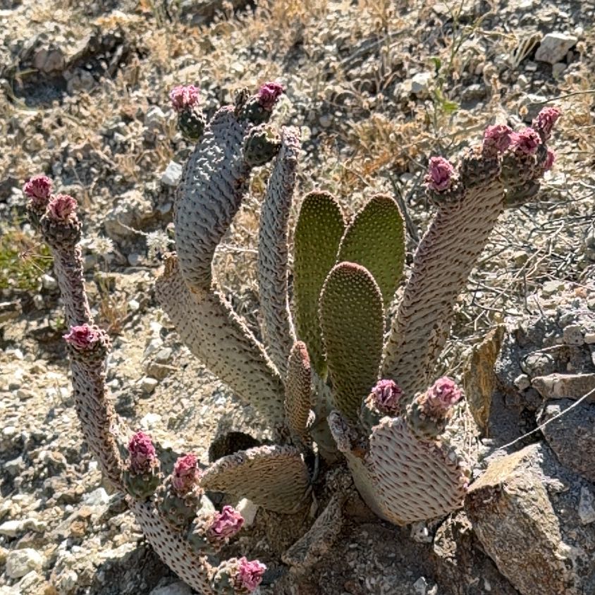 Photo of the plant species Bakersfield Beavertail Cactus by @RadExobasidium named Austen on Greg, the plant care app