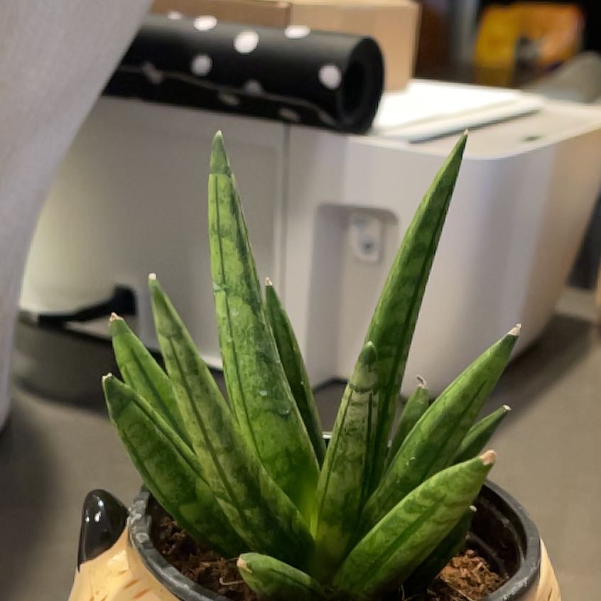 Photo of the plant species Hedgehog Sansevieria by @RealBloodroot named Eva on Greg, the plant care app