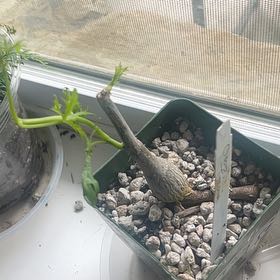 Photo of the plant species Tuberous Grape by @RealBloodroot named Sage on Greg, the plant care app
