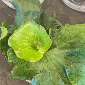 Photo of the plant species Wanda's Staghorn Fern by @RealBloodroot named Rosa on Greg, the plant care app