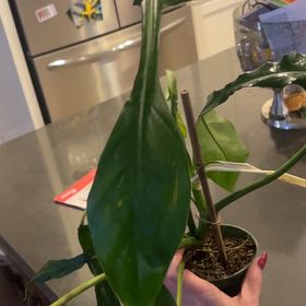 Photo of the plant species Electric Eel by @RealBloodroot named Treeyoncé on Greg, the plant care app