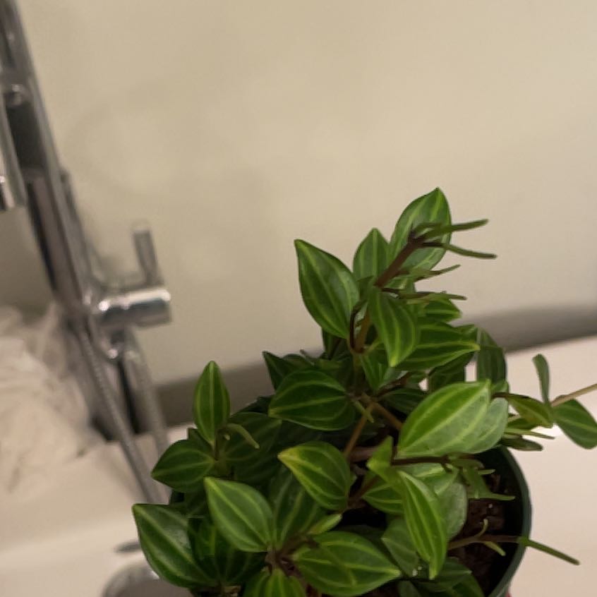 Photo of the plant species Peperomia 'Funky Frog' by @RealBloodroot named Muhammad Ali on Greg, the plant care app