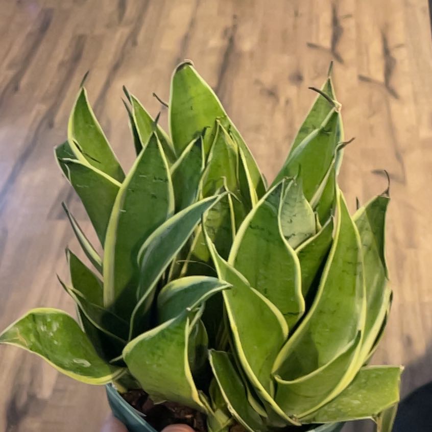 Photo of the plant species Sansevieria Night Owl by @RealBloodroot named Bieber on Greg, the plant care app