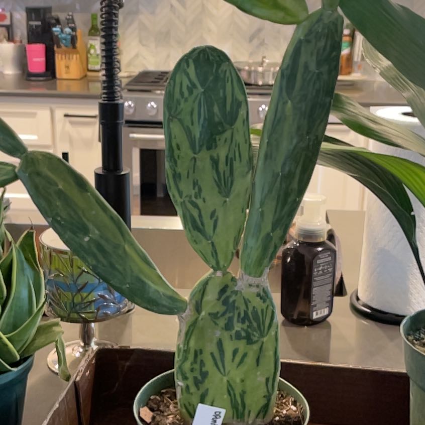 Photo of the plant species Marbled Maverick Cactus by @RealBloodroot named Prince on Greg, the plant care app