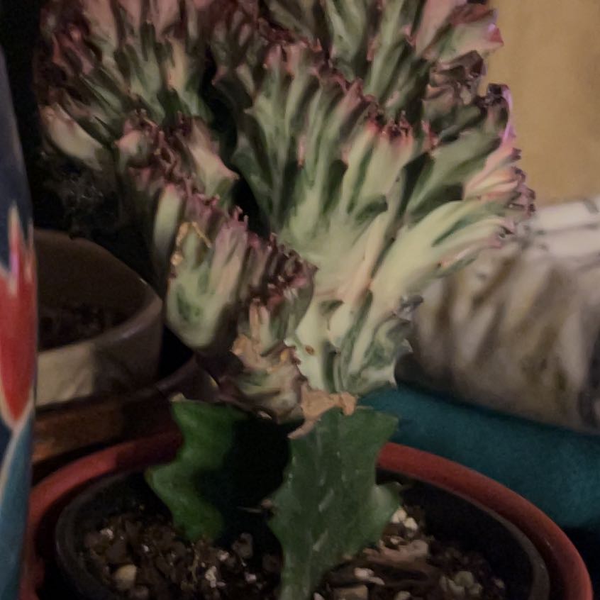 Plant care for Red Carpet Sedum on Greg, the plant care app