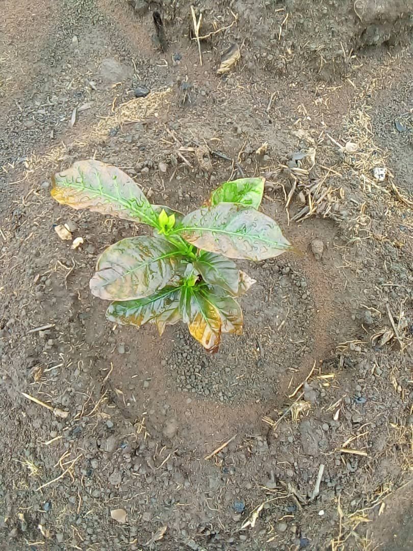 Photo of the plant species Polyscias Guilfoylei by @NeatCrowpoison named coffee Leaves on Greg, the plant care app