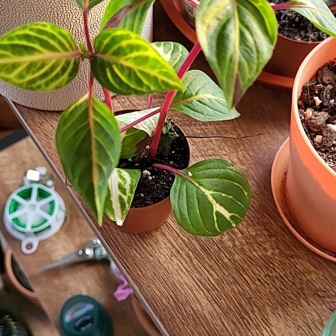 Photo of the plant species Bloodleaf Plant by @OodlesPossumhaw named Leaf Erickson on Greg, the plant care app