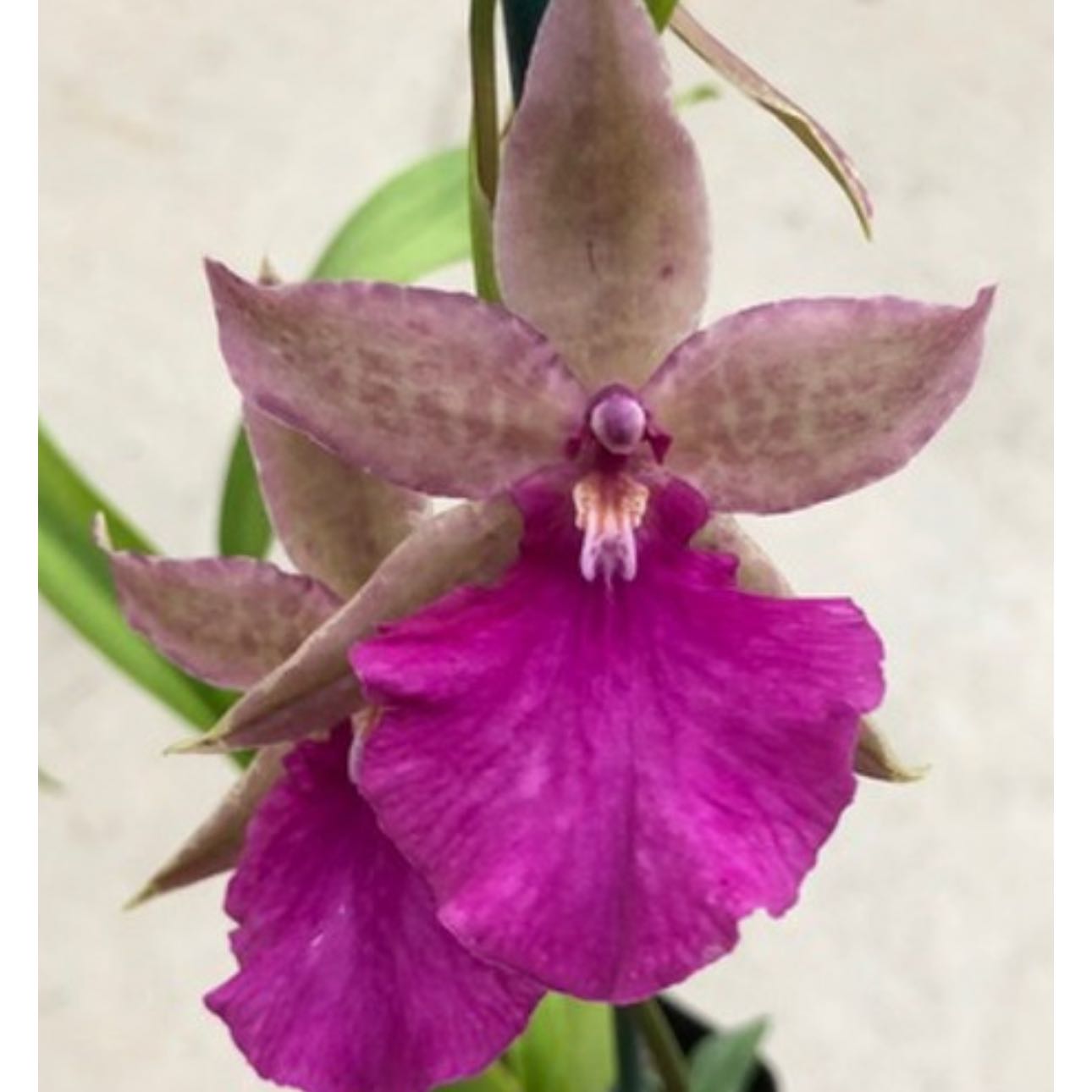 Photo of the plant species Odontonia Pacific Paranoia 'Other Side Of Cool' by @SwellStylomecon named Zeus on Greg, the plant care app