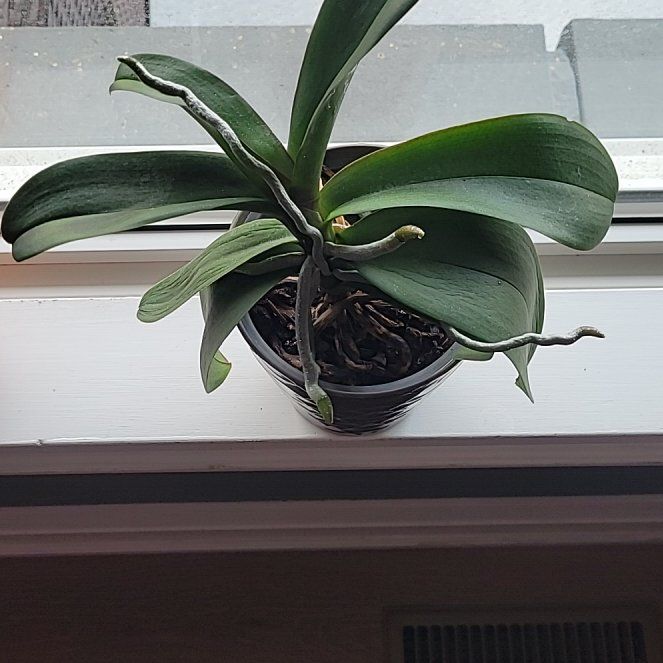 Photo of the plant species White Apple Moth Orchid by @mcplantfarmer named Curie on Greg, the plant care app
