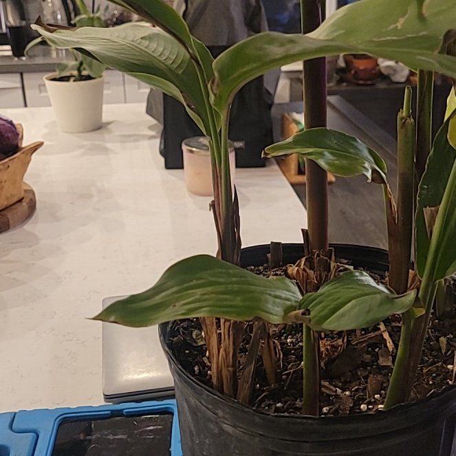 Photo of the plant species False Bird of Paradise 'Choconiana' by @mcplantfarmer named Captain Plant-it on Greg, the plant care app