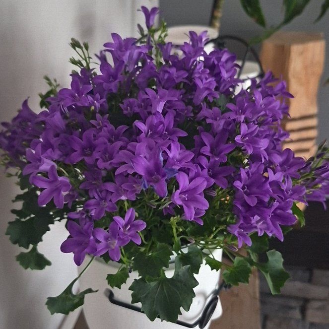 Photo of the plant species Campanula by @mcplantfarmer named Scarlett on Greg, the plant care app