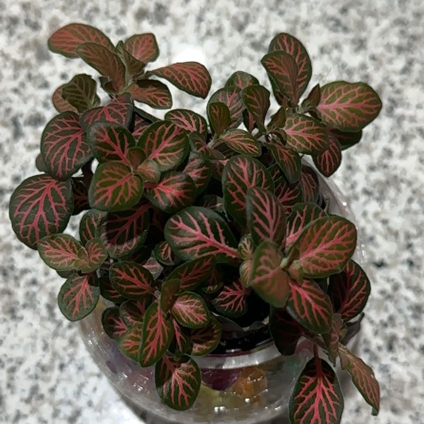 Photo of the plant species Nerve Plant 'Forest' by @ResilientCatnip named Aria on Greg, the plant care app
