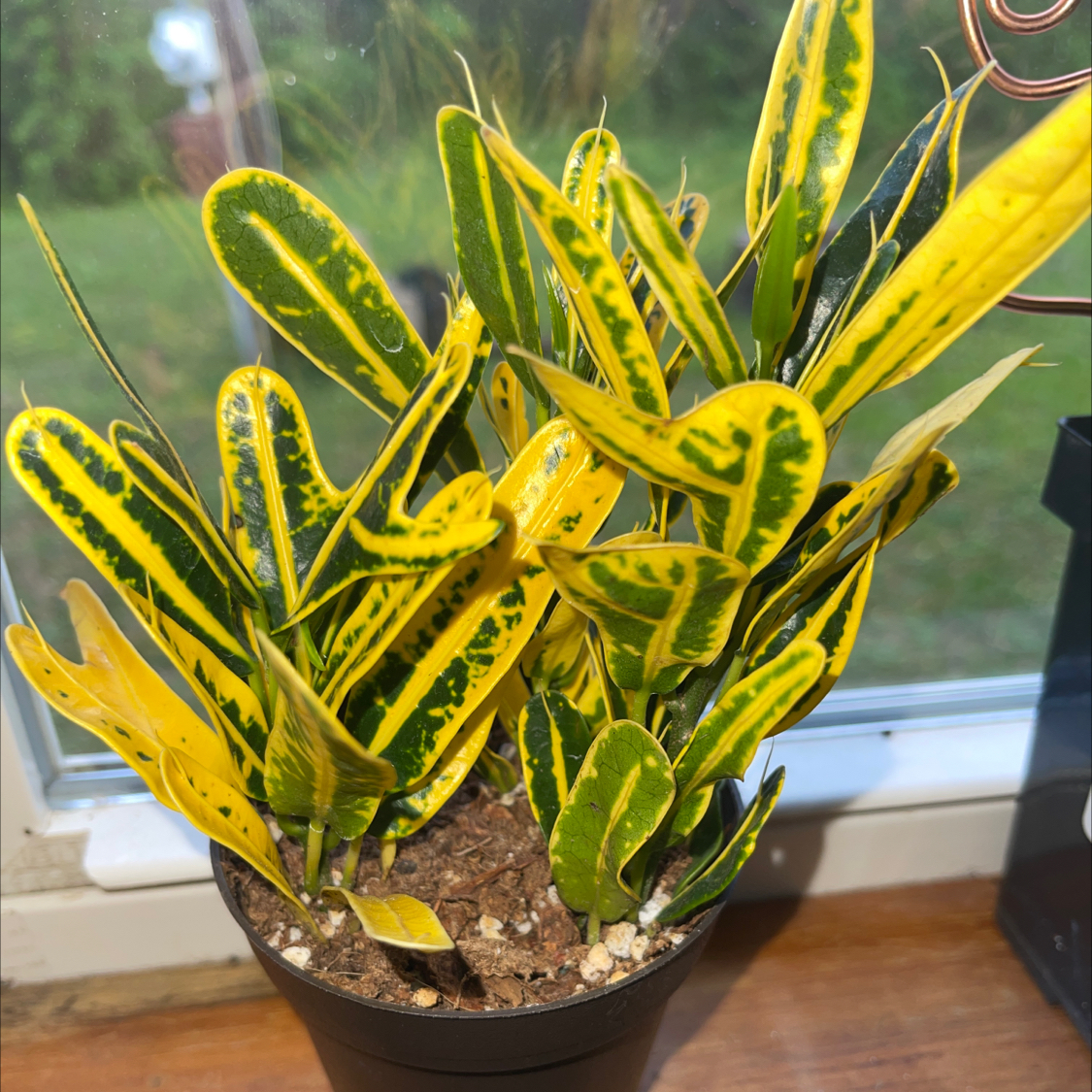 Banana Croton plant in a pot on a windowsill with green and yellow variegated leaves.