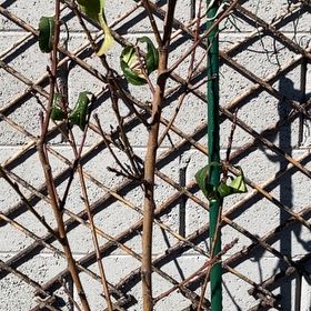 Photo of the plant species Hardired Nectarine Tree by @DaringWorm named Lola on Greg, the plant care app