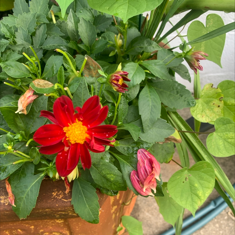 Photo of the plant species Dahlia 'Goldalia Rose' by @WorthyDracopis named Dalia on Greg, the plant care app