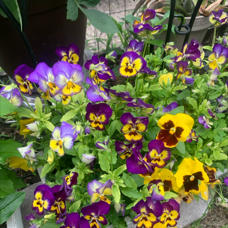 Photo of the plant species California Golden Violet by @WorthyDracopis named Pensamiento on Greg, the plant care app
