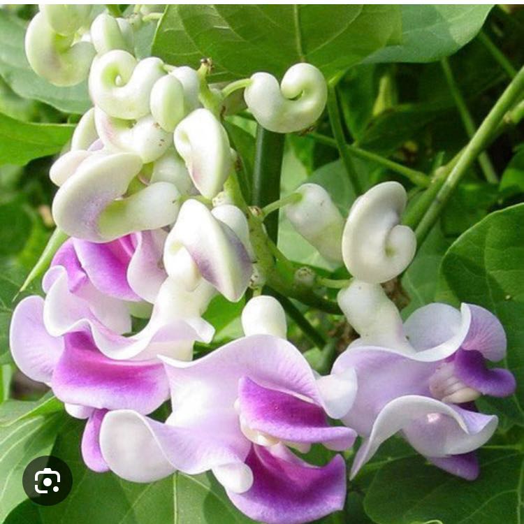Photo of the plant species Cochliasanthus Caracalla by @WorthyDracopis named Mochi on Greg, the plant care app