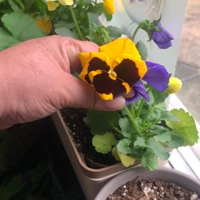 Photo of the plant species California Golden Violet by @WorthyDracopis named Rihanna on Greg, the plant care app