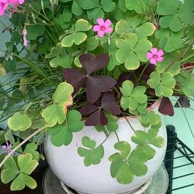 Photo of the plant species Jointed Woodsorrel by @WorthyDracopis named Treeyoncé on Greg, the plant care app