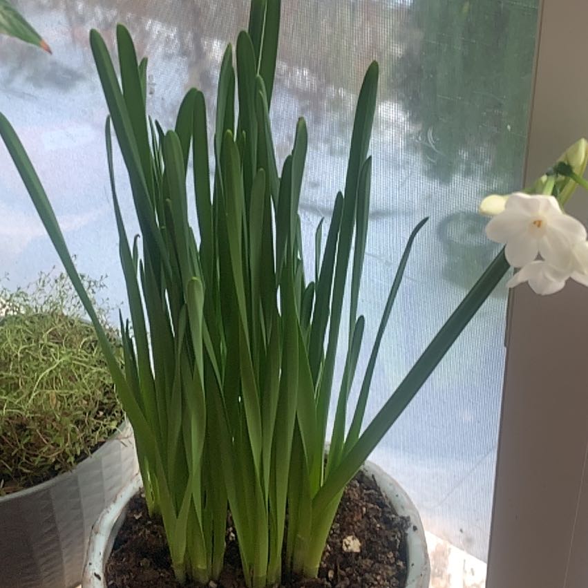 Photo of the plant species Poet's Narcissus by @WorthyDracopis named Narciso on Greg, the plant care app