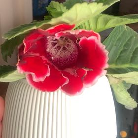 Photo of the plant species Red Gloxinia by @WorthyDracopis named Marilyn on Greg, the plant care app